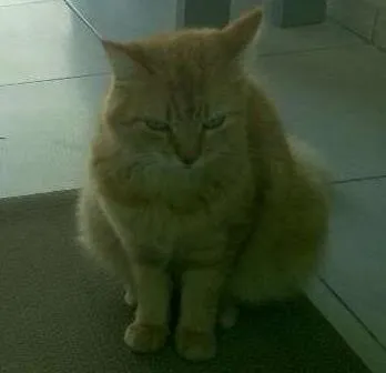 Gato ra a SRD idade 2 anos nome mimo e magali