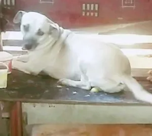 Cachorro raça Viralata idade  nome Estrela, preta,  bra