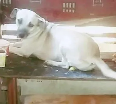 Cachorro ra a Viralata idade  nome Estrela, preta,  bra