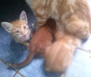 Gato raça sem raça idade 2 a 6 meses nome nina