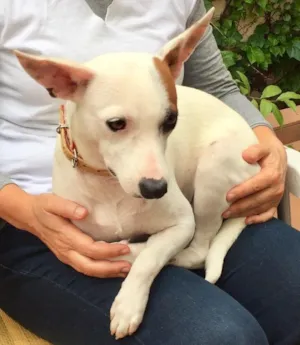 Cachorro raça Srd idade 7 a 11 meses nome Dóris