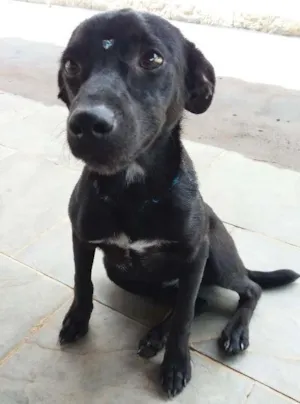 Cachorro raça Sem raça definida idade 7 a 11 meses nome Babi