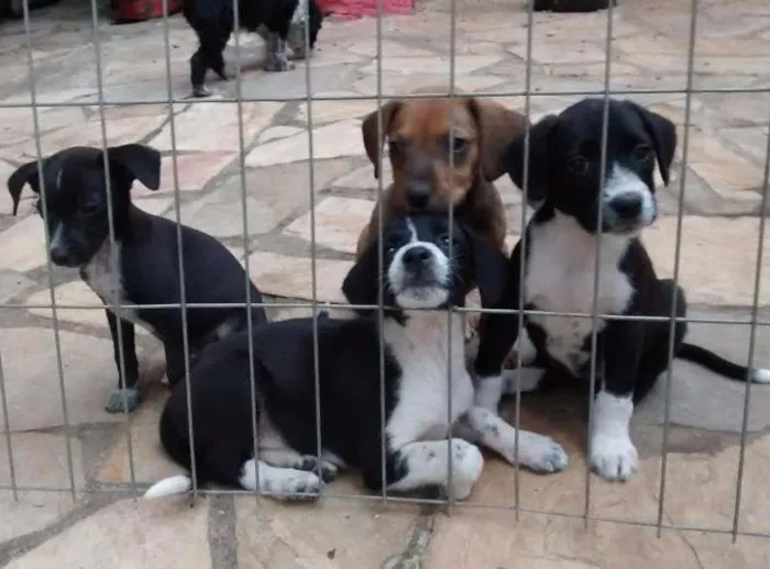 Cachorro ra a Viralata idade Abaixo de 2 meses nome Bob, Nina