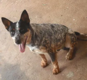 Cachorro raça Boiadeiro Australiano idade 7 a 11 meses nome Romeu