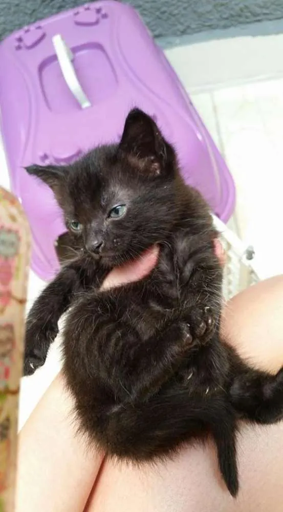 Gato ra a Vira Latinha idade Abaixo de 2 meses nome Tapioca, Kity e Tily