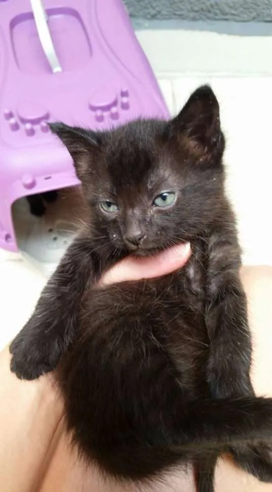 Gato ra a Vira Latinha idade Abaixo de 2 meses nome Tapioca, Kity e Tily