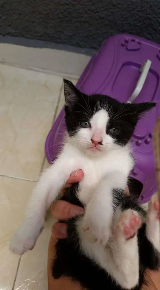 Gato ra a Vira Latinha idade Abaixo de 2 meses nome Tapioca, Kity e Tily