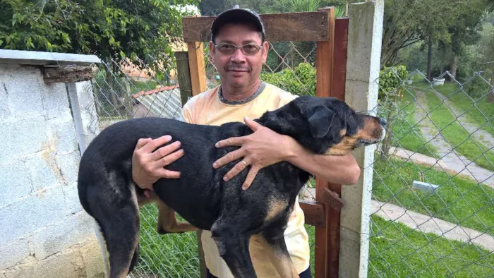 Cachorro raça mix rotweiller idade 5 anos nome barto