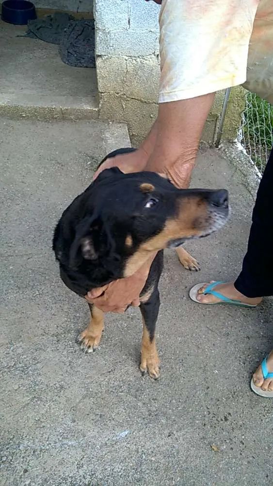 Cachorro raça mix rotweiller idade 5 anos nome barto