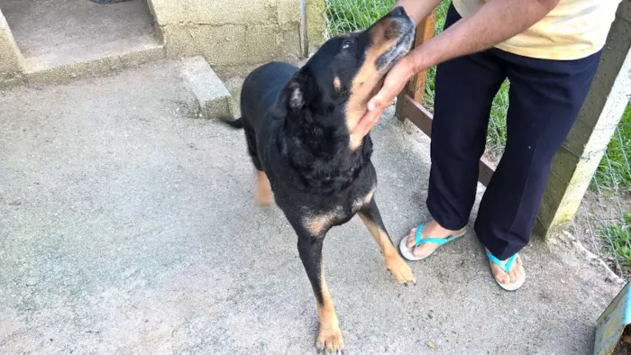 Cachorro raça mix rotweiller idade 5 anos nome barto