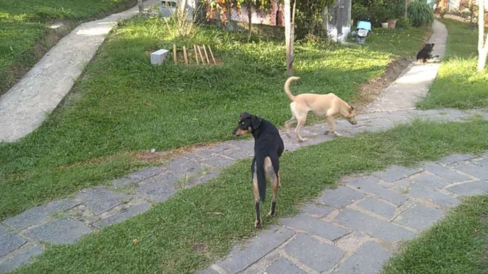 Cachorro raça srd idade 1 ano nome fredy e guby