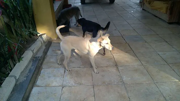 Cachorro raça srd idade 1 ano nome fredy e guby