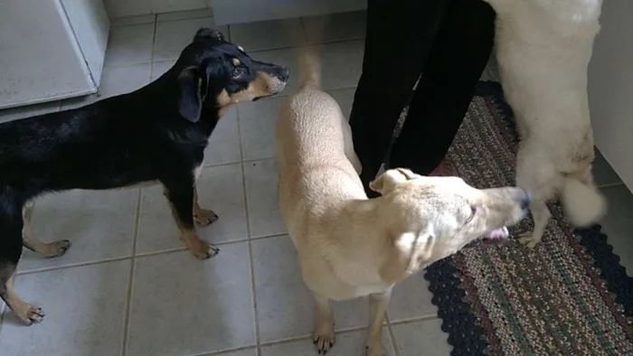 Cachorro raça srd idade 1 ano nome fredy e guby