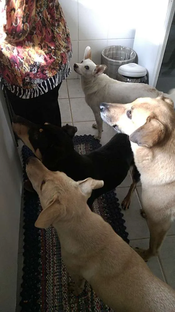 Cachorro raça srd idade 1 ano nome fredy e guby
