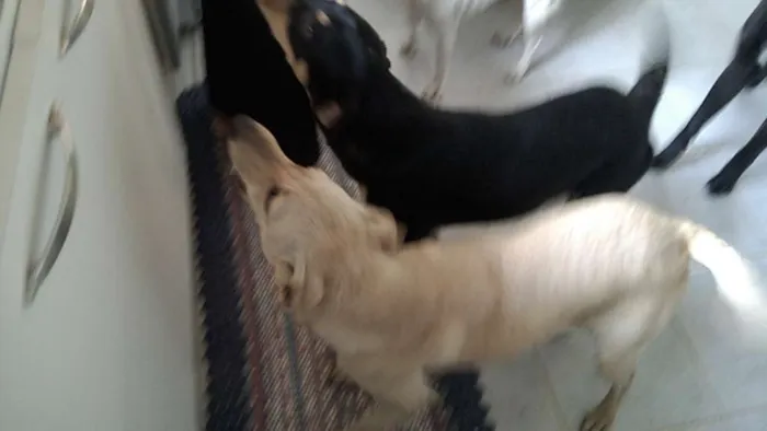 Cachorro raça srd idade 1 ano nome fredy e guby