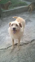 Merlin 