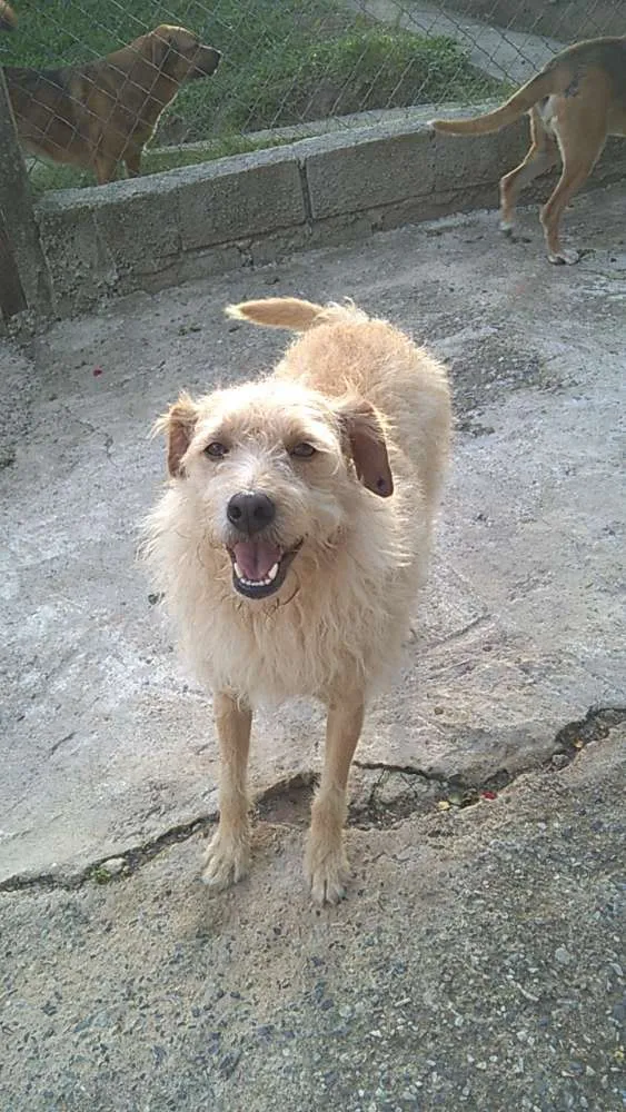 Cachorro ra a srd idade 3 anos nome Merlin 