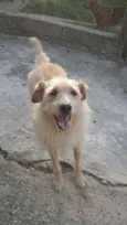 Merlin 