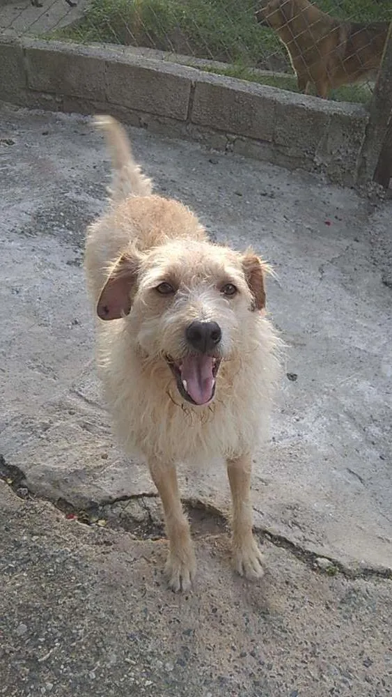 Cachorro ra a srd idade 3 anos nome Merlin 