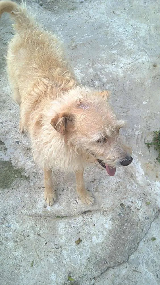 Cachorro ra a srd idade 3 anos nome Merlin 