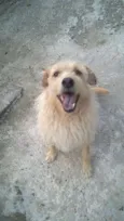 Merlin 
