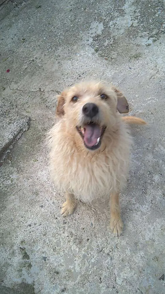 Cachorro ra a srd idade 3 anos nome Merlin 