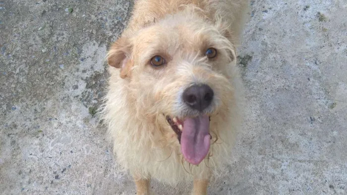 Cachorro ra a srd idade 3 anos nome Merlin 