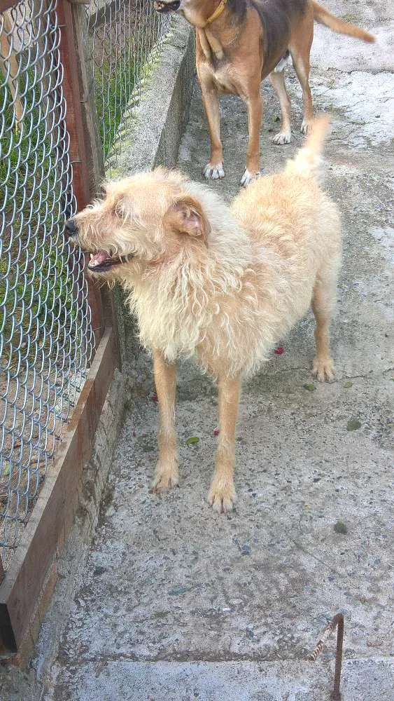 Cachorro ra a srd idade 3 anos nome Merlin 