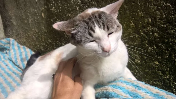 Gato raça srd idade 3 anos nome Karina