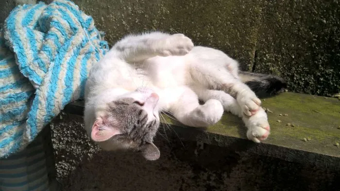 Gato raça srd idade 3 anos nome Karina