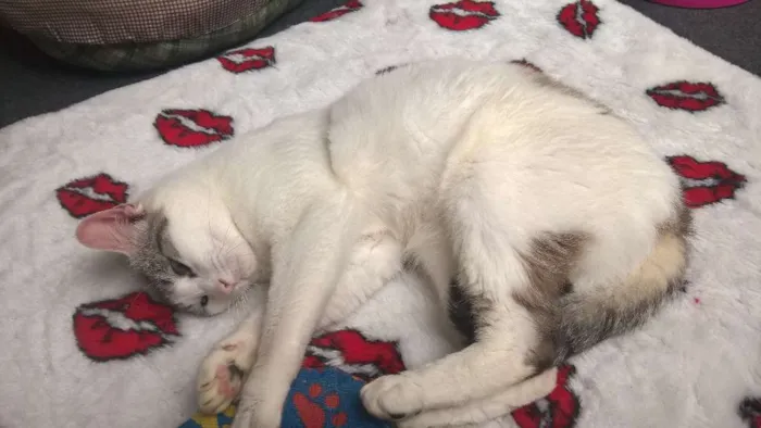 Gato raça srd idade 3 anos nome Karina