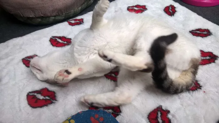 Gato raça srd idade 3 anos nome Karina