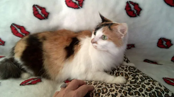 Gato raça srd idade 2 anos nome lenita