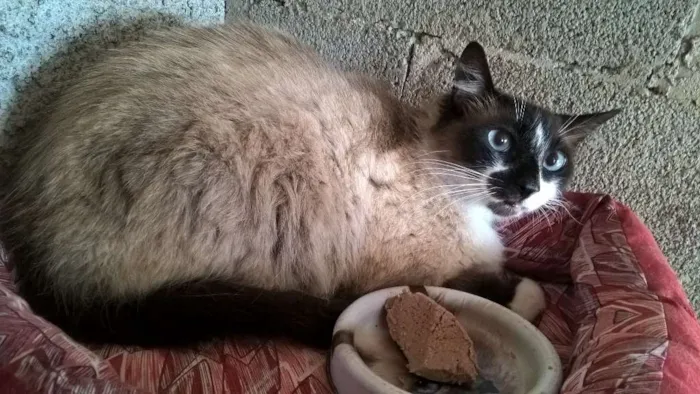 Gato raça siamês  idade 3 anos nome loretta