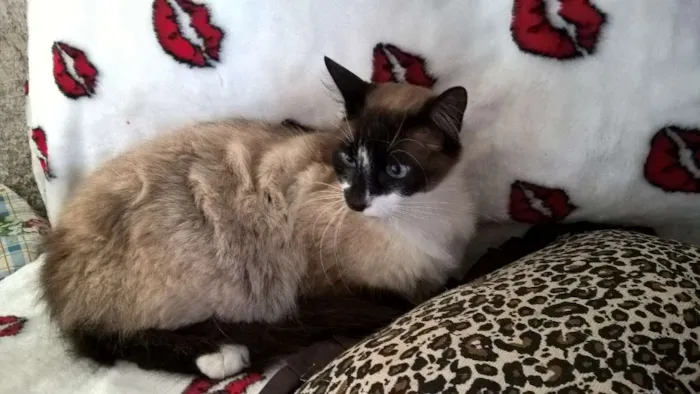Gato raça siamês  idade 3 anos nome loretta