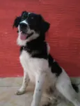 Fredy