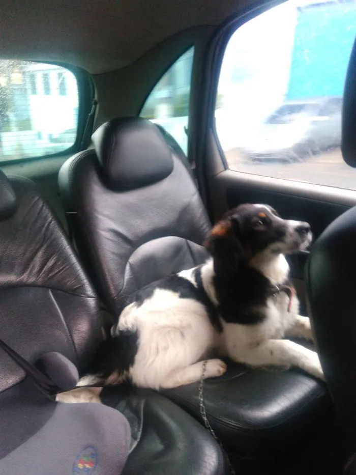 Cachorro ra a Misturado idade 2 a 6 meses nome Fredy