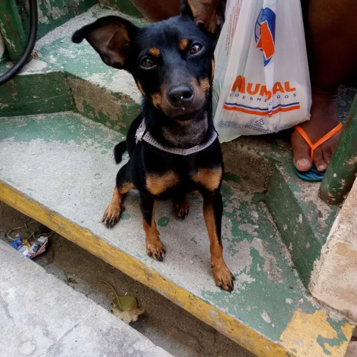 Cachorro ra a Vira lata idade 2 anos nome Não sei o nome