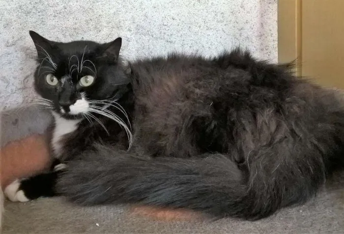 Gato raça srd idade 3 anos nome pepe