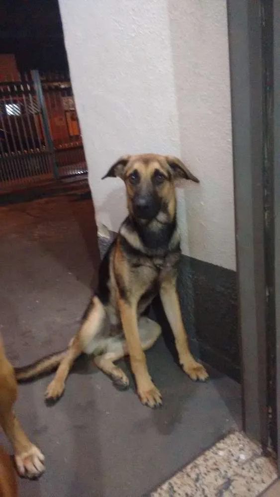 Cachorro ra a SRD idade 1 ano nome thor