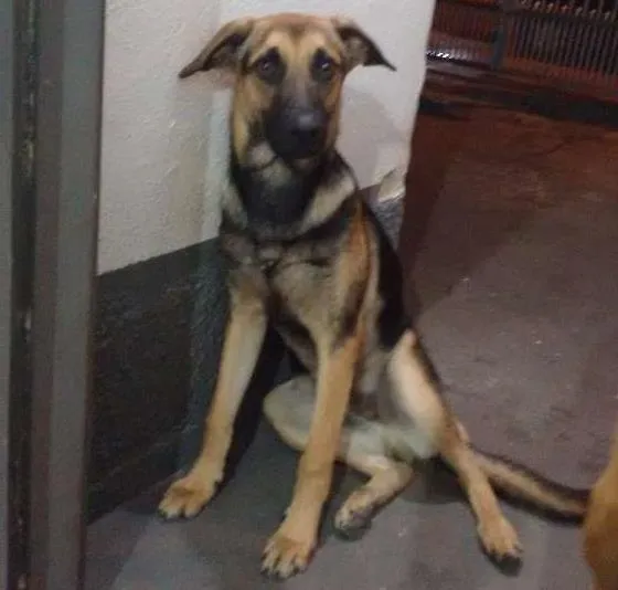 Cachorro ra a SRD idade 1 ano nome thor