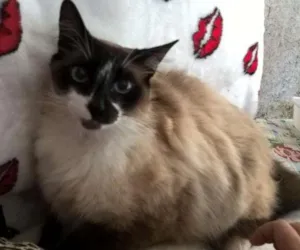 Gato raça siamês  idade 3 anos nome loretta