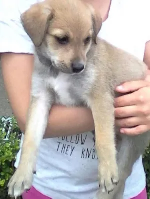 Cachorro raça INDEFINIDA idade 2 a 6 meses nome MEG
