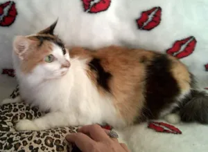 Gato raça srd idade 2 anos nome lenita