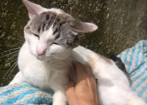 Gato raça srd idade 3 anos nome Karina