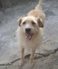 Merlin 