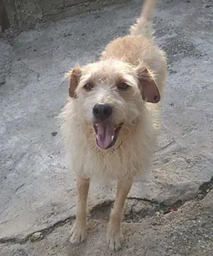 Cachorro raça srd idade 3 anos nome Merlin 