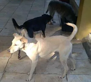 Cachorro raça srd idade 1 ano nome fredy e guby