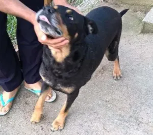 Cachorro raça mix rotweiller idade 5 anos nome barto