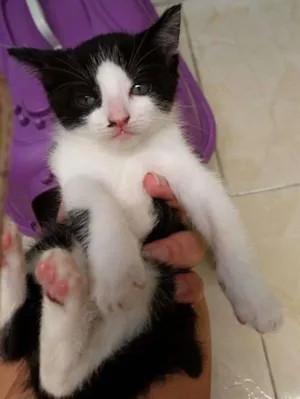 Gato raça Vira Latinha idade Abaixo de 2 meses nome Tapioca, Kity e Tily